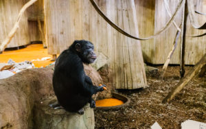 Šimpanzi z brněnské zoo se v zajetí už narodili. Foto: Dominika Lewczyszynová/Avokadointerview.cz